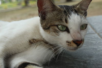 Close-up portrait of a cat