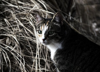 Close-up portrait of a cat