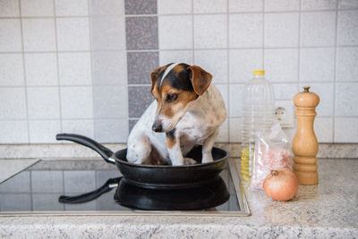 View of a dog at home