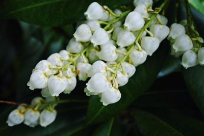 Close-up of white flowers