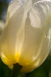 Macro shot of yellow flower
