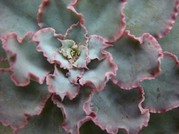 Full frame shot of succulent plant