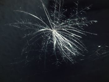 Close-up of flower at night