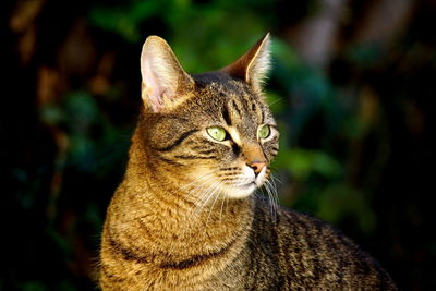 Close-up of a cat looking away