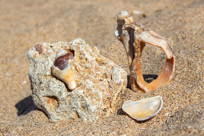 Close-up of shells on the sand