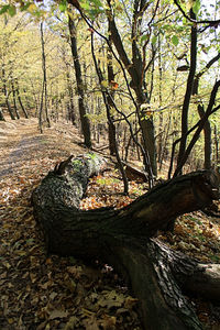Tree trunks in forest