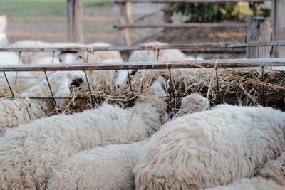 Sheep in a field