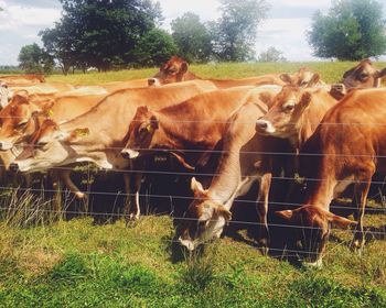 Horses grazing on grassy field