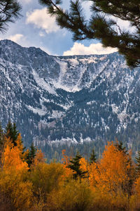 Scenic view of forest against sky during autumn