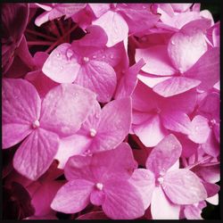 Close-up of pink flowers