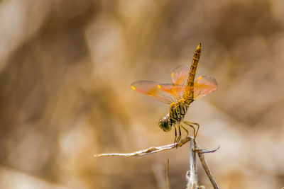 Close-up of insect on plant