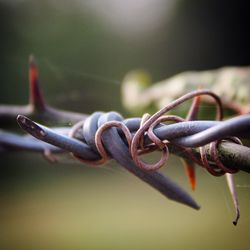 Close up of plant against blurred background