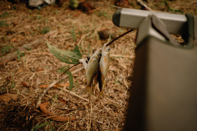 Close-up of a fish