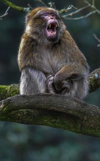 Close up of a barbary macaque
