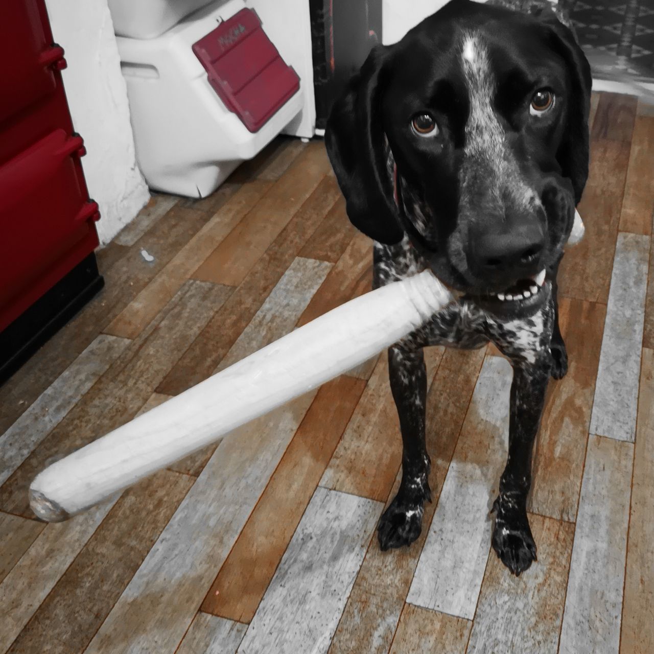 HIGH ANGLE VIEW OF DOG STANDING ON FLOOR