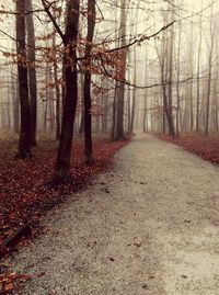 Trees in forest during autumn