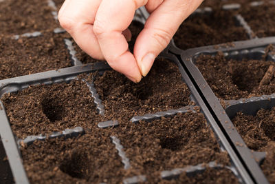 Close-up of hand sowing seeds in seedling tray