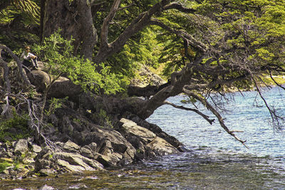 Tree by river