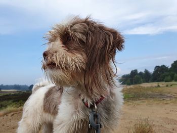 Close-up of a dog looking away