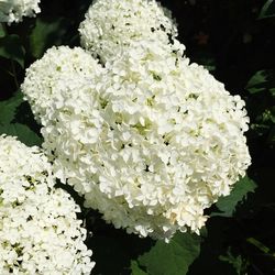 Close-up of white flowers