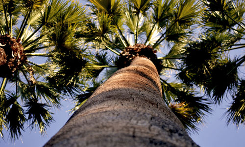 Low angle view of palm tree against sky