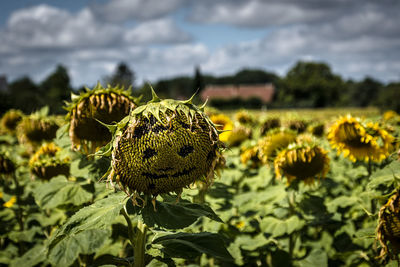 Close-up of sunflower on field against sky