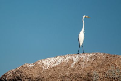 Low angle view of bird perching on rock against clear blue sky