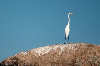 Bird perching on rock against clear blue sky