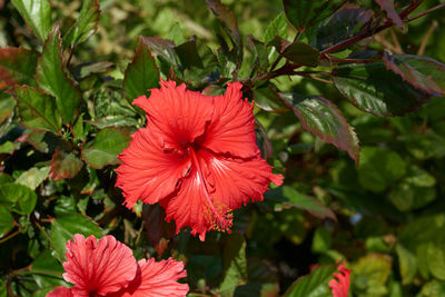 plant