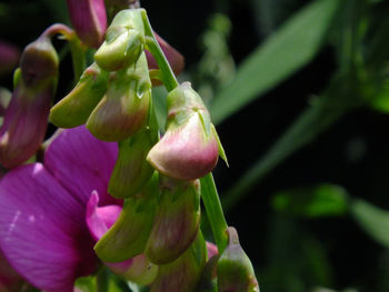 Close-up of flower blooming outdoors