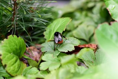 Close-up of insect on plant