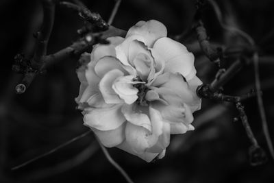 Close-up of flowering plant