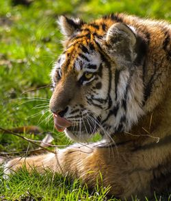 Close-up of tiger