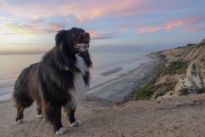 Dog on beach against sky during sunset