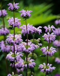 Close-up of pink flowers