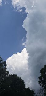 Low angle view of trees against sky