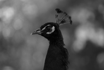 Close-up of peacock