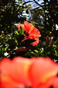 Close-up of red flower