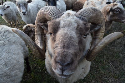 Sheep in a field