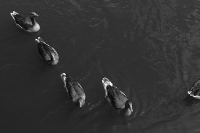 High angle view of ducks swimming in lake