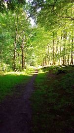 Trees in forest