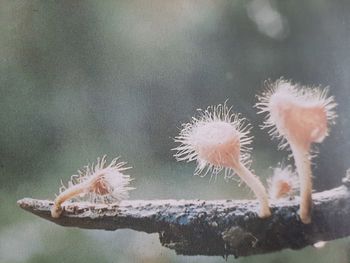 Close-up of spiked plant