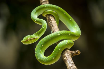 Close-up of green lizard on leaf