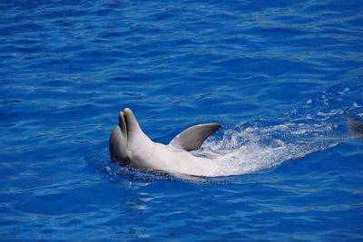 Close-up of dolphin water splashing in sea