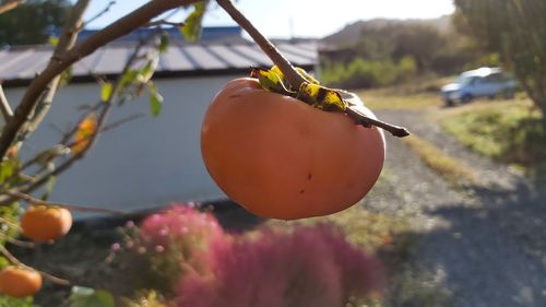 Close-up of orange fruit on tree