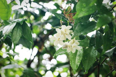 Close-up of fresh white flowers blooming on tree