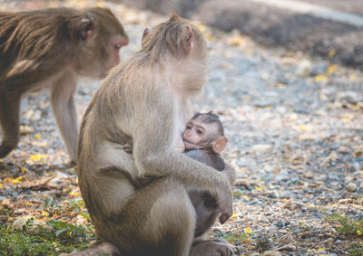 Mother and her baby monkey. monkeys macaque in thailand, south east asia. happiness background