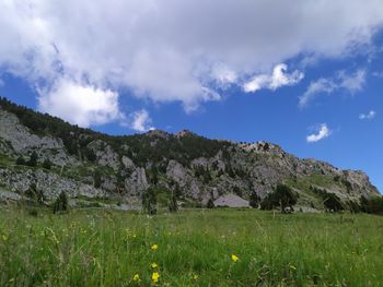 Scenic view of field against sky