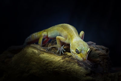 Close-up of a lizard on tree