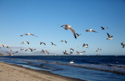 Seagulls flying over sea against sky